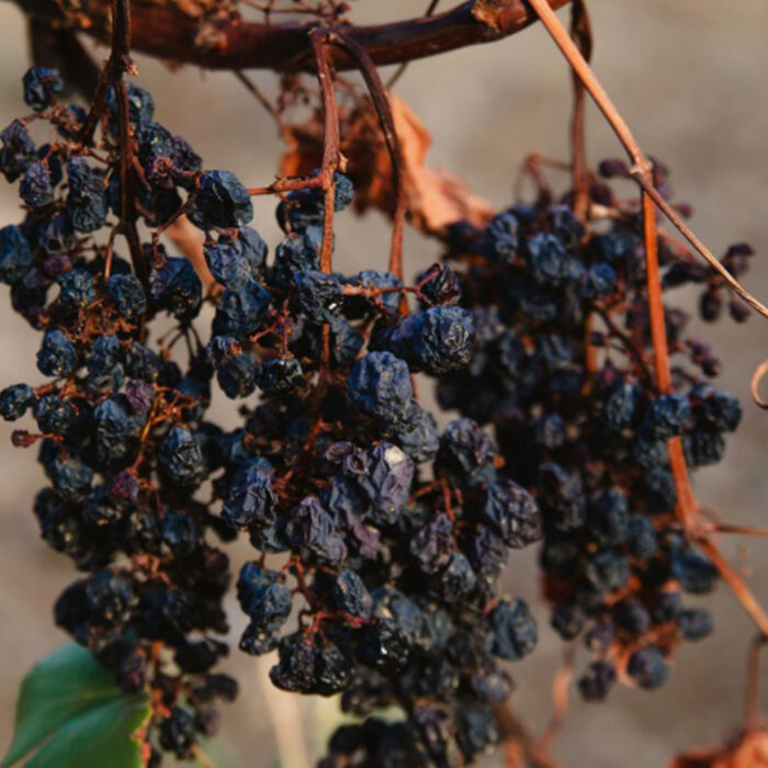 Black Raisin AAA Grade