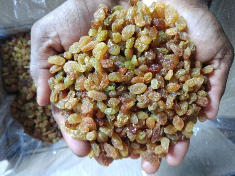 Malayar Raisin AA Grade
